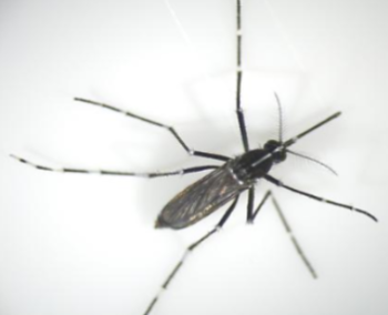 Aedes albopictus